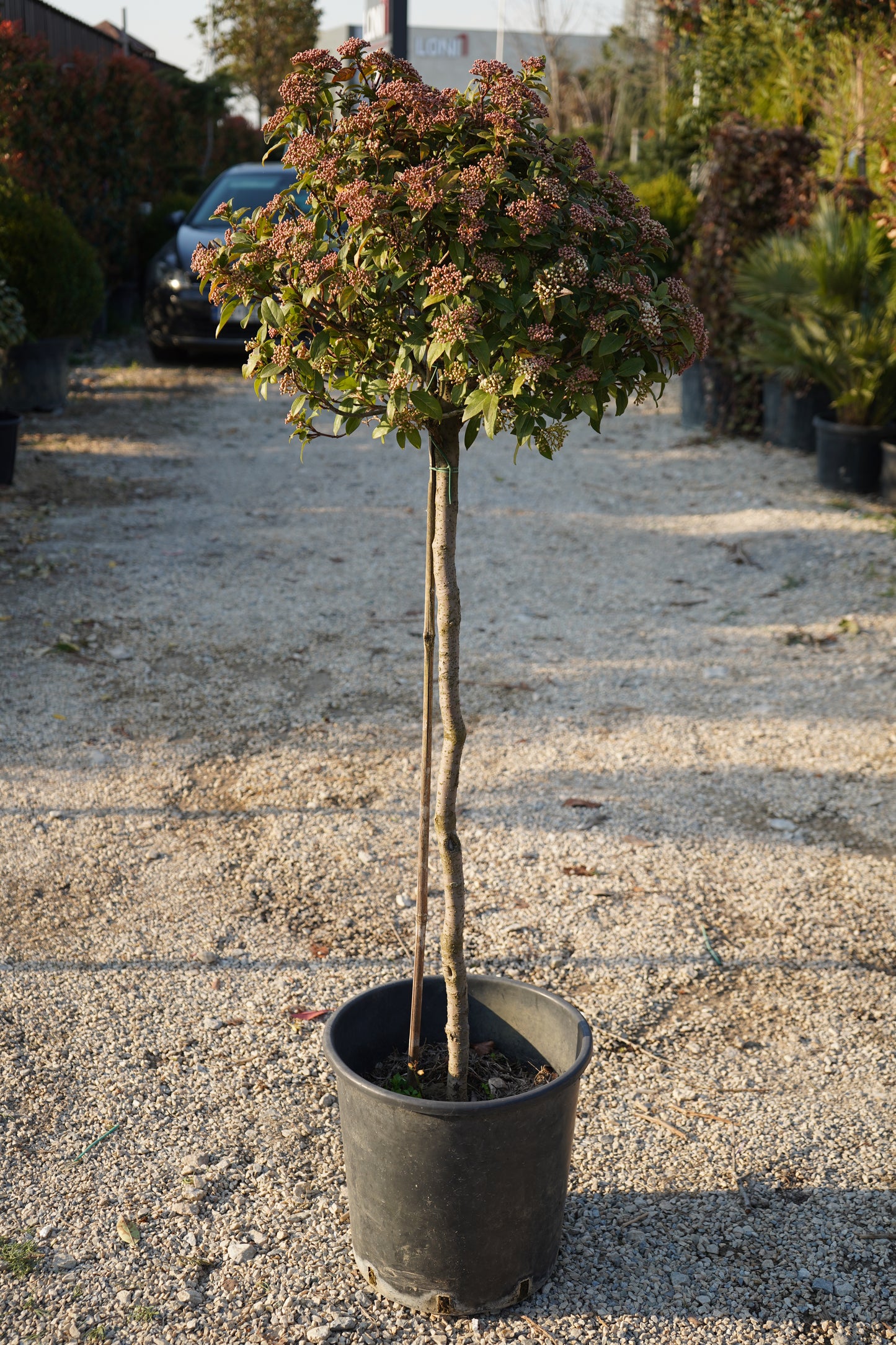 Viburnum tinus (Mezzo Fusto)