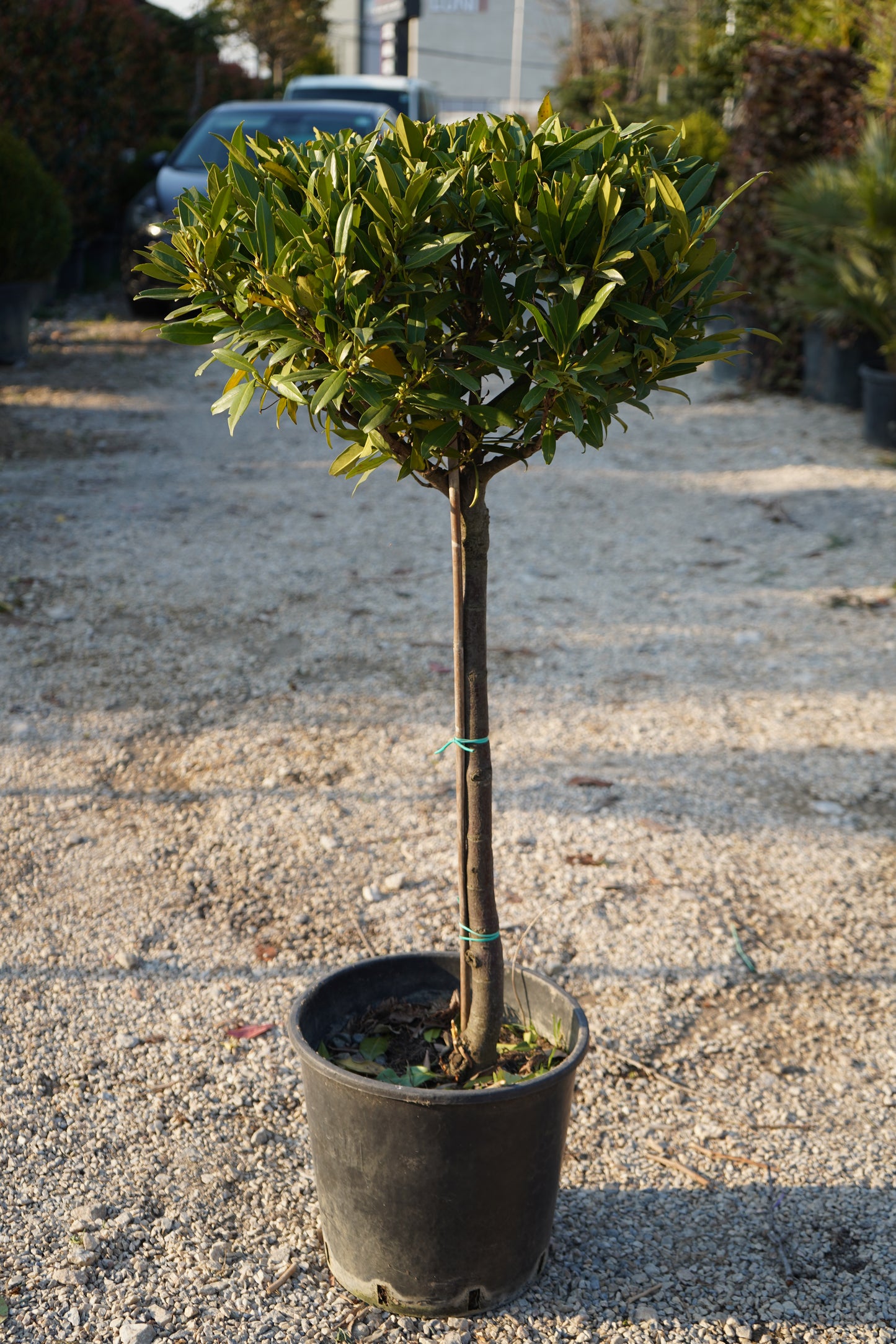 Prunus Lauracerasus Mezzo Fusto