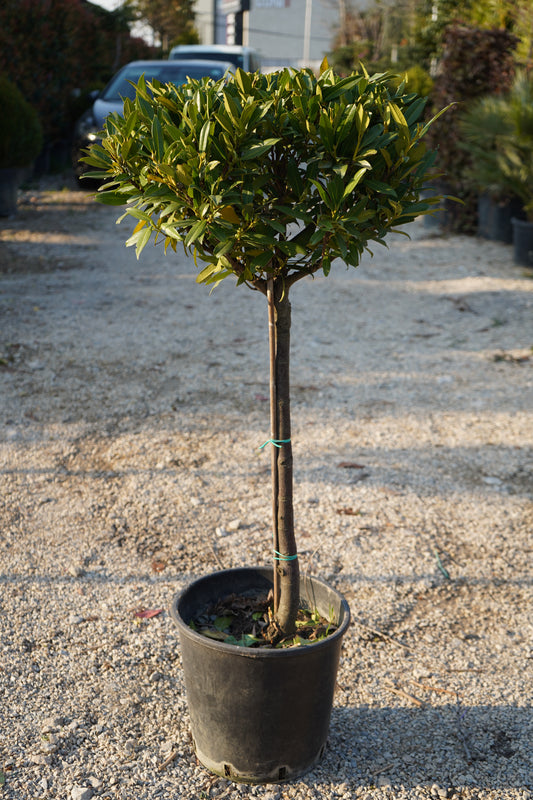 Prunus Lauracerasus Mezzo Fusto