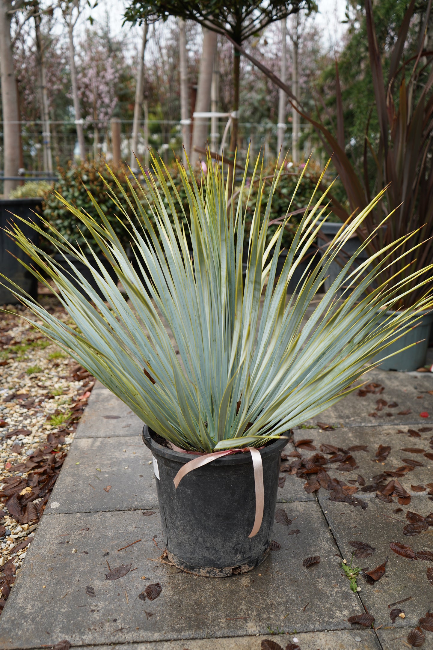 Palma - Yucca Rostrata