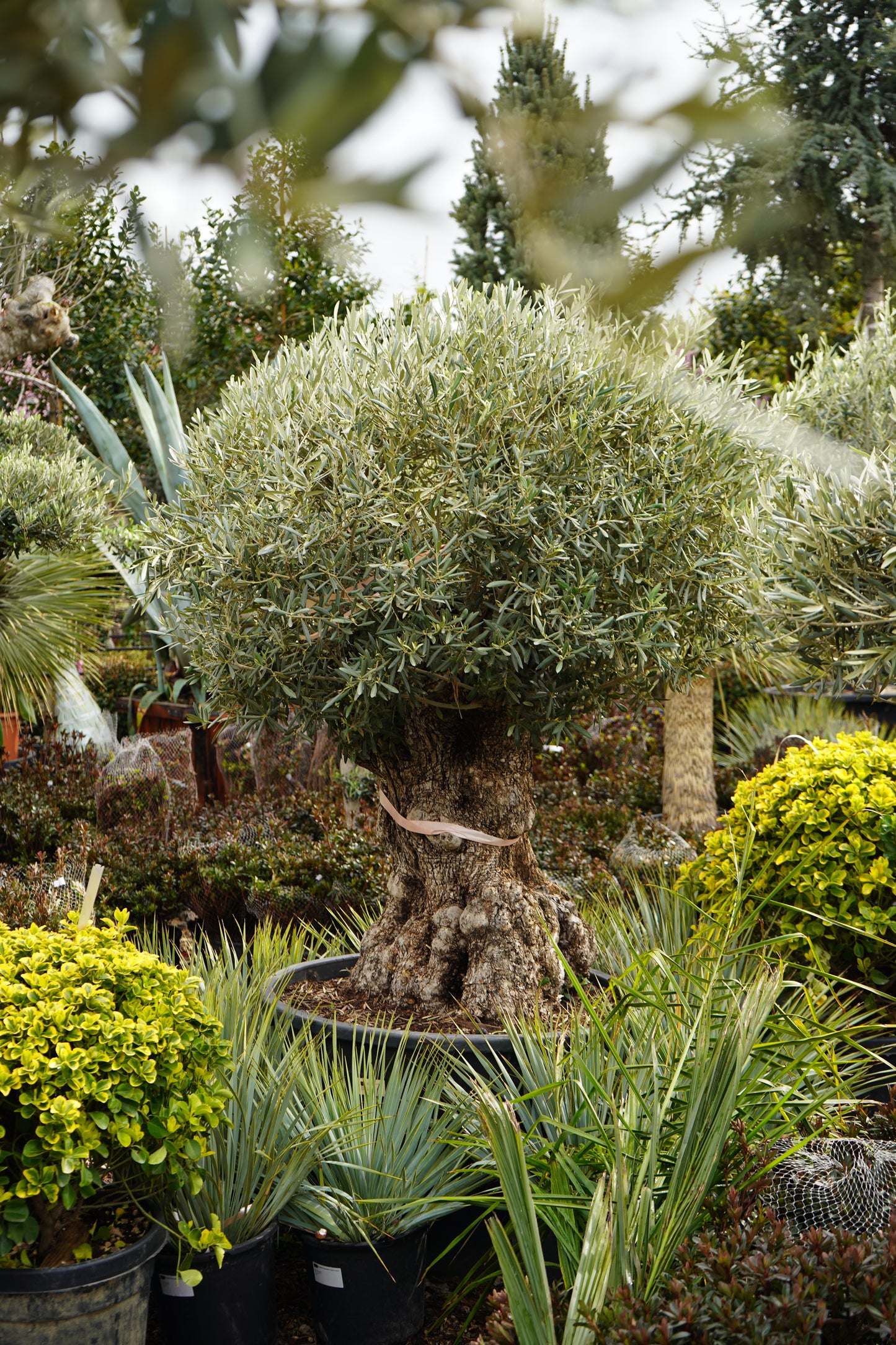 Ulliri - Olea Europaea