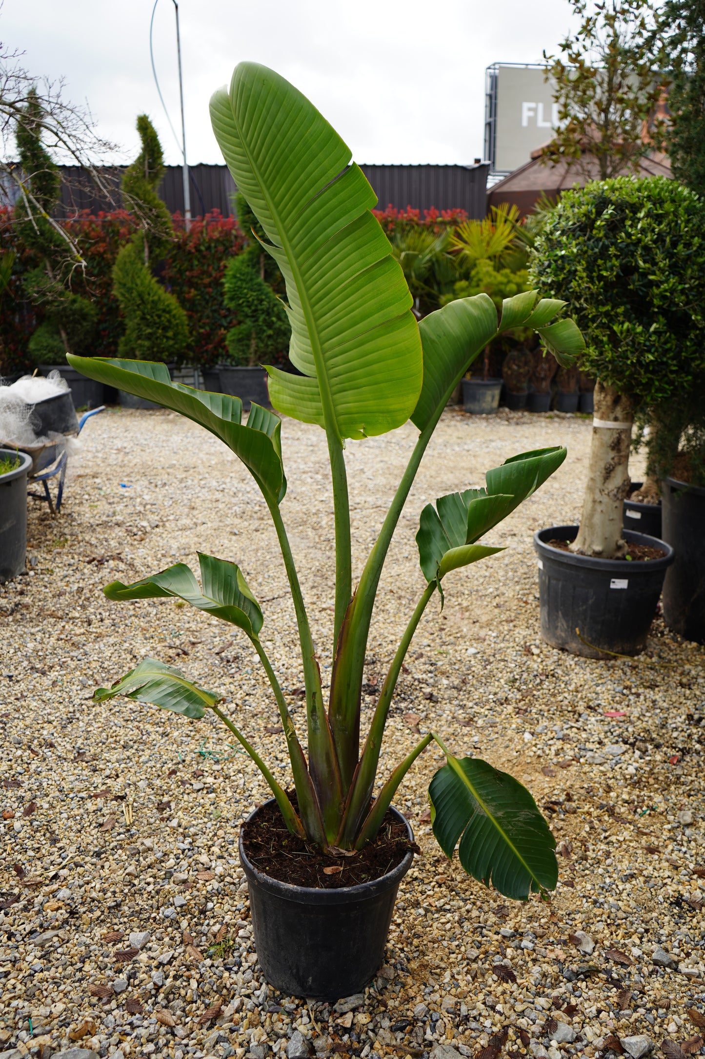 Strelitzia Augusta