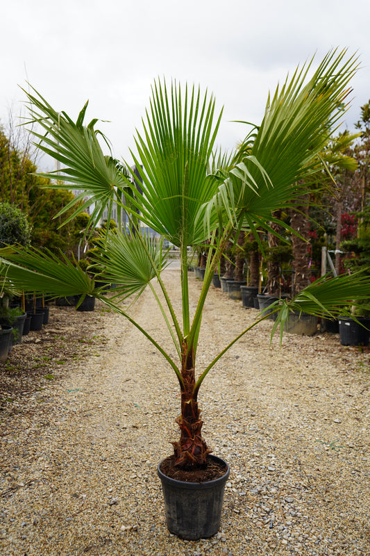 Palma Washingtonia Robusta