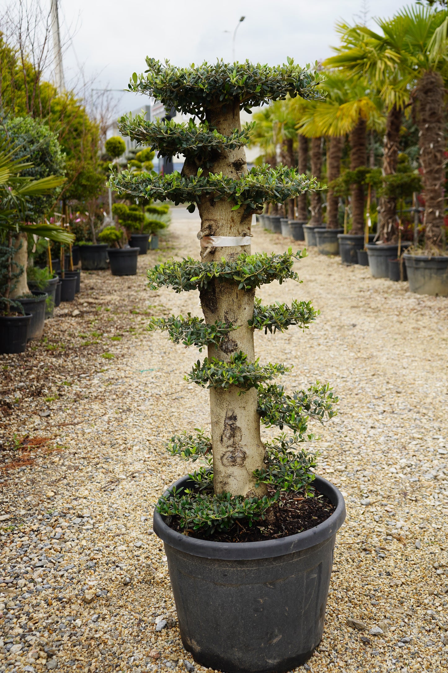 Olea Plato