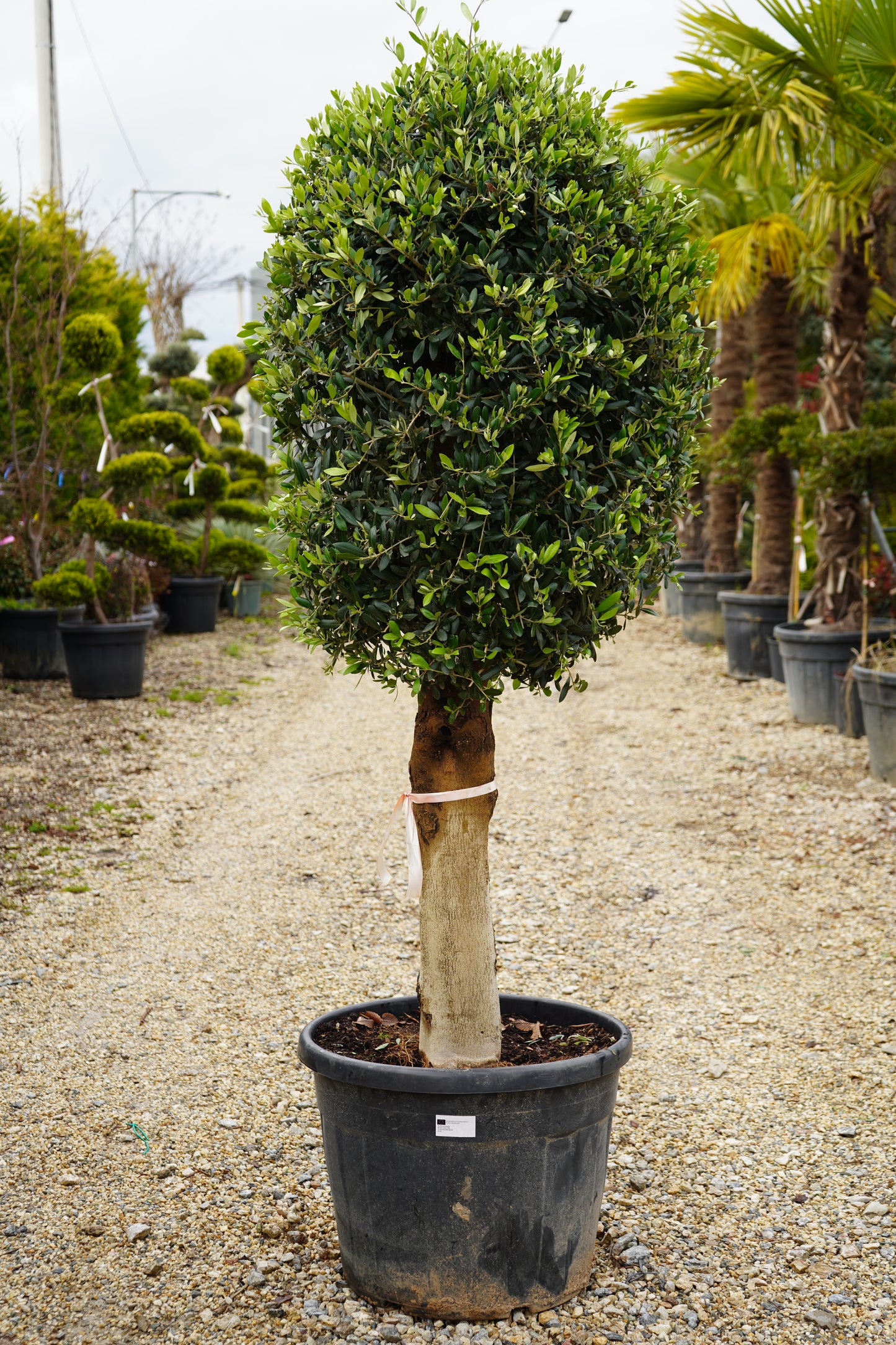 Ulliri - Olea Europaea Mezzo Fusto