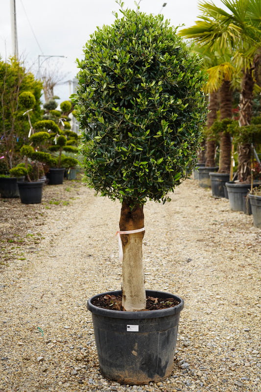 Ulliri - Olea Europaea Mezzo Fusto