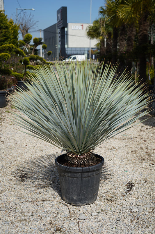 Palma - Yucca Rostrata