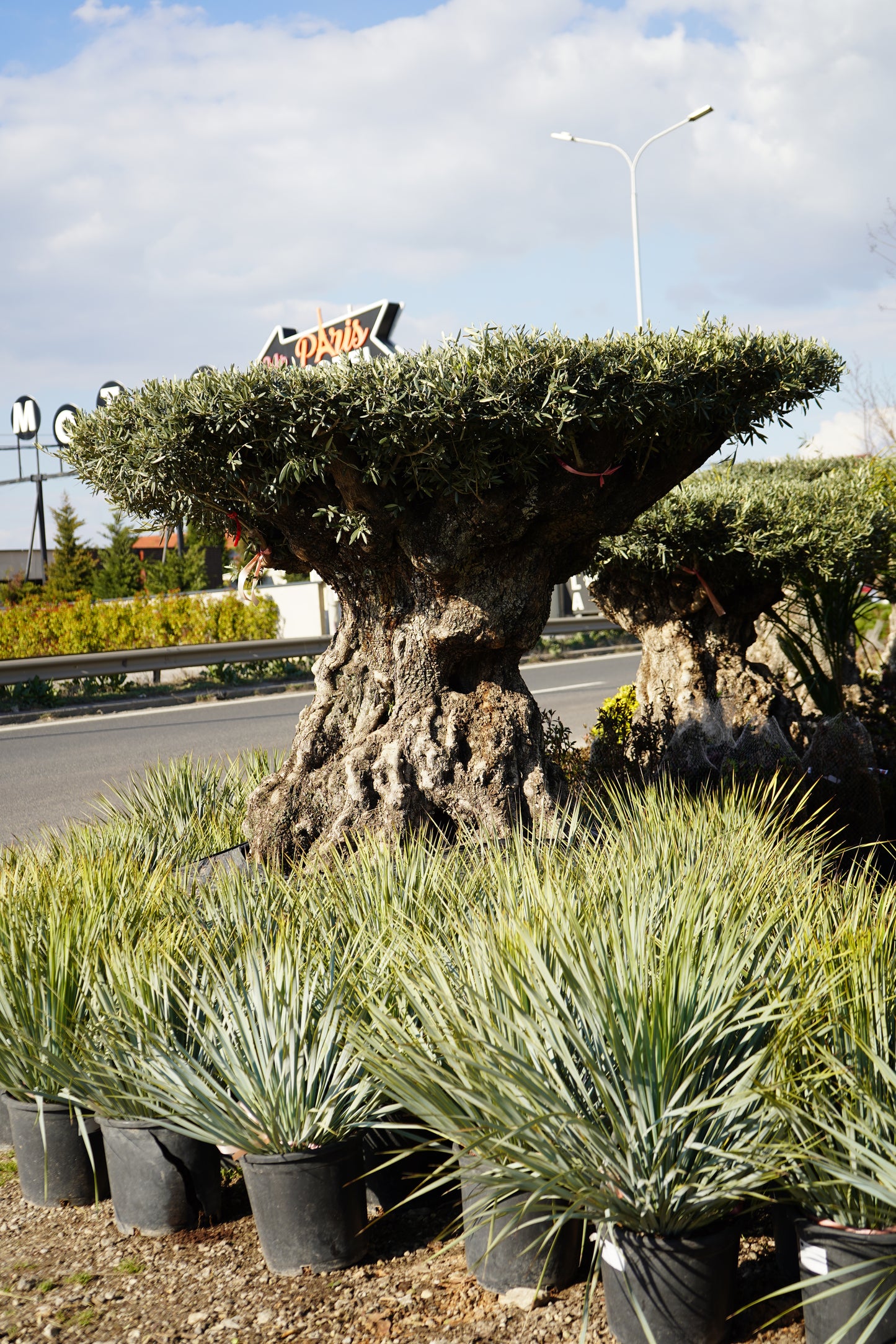Ulliri - Olea Europaea
