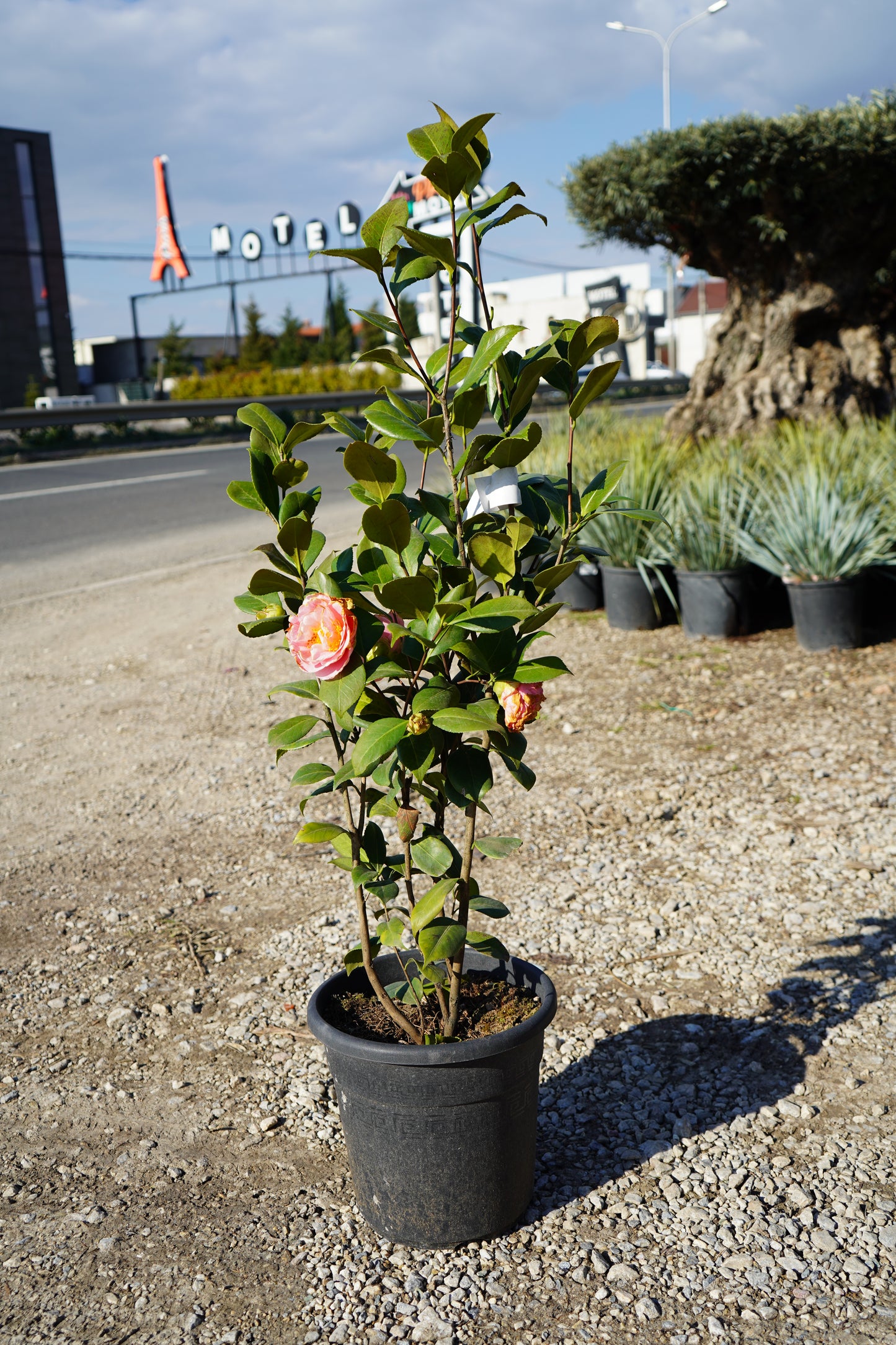 Camelia Japonica