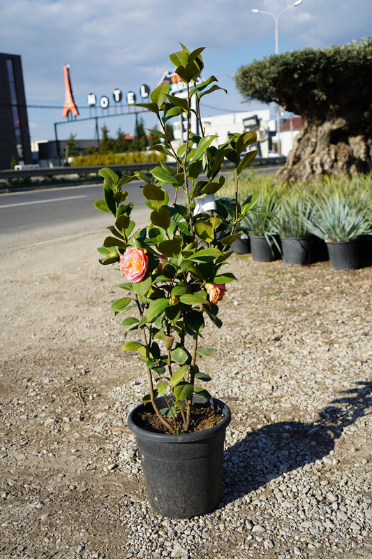 Camelia Japonica