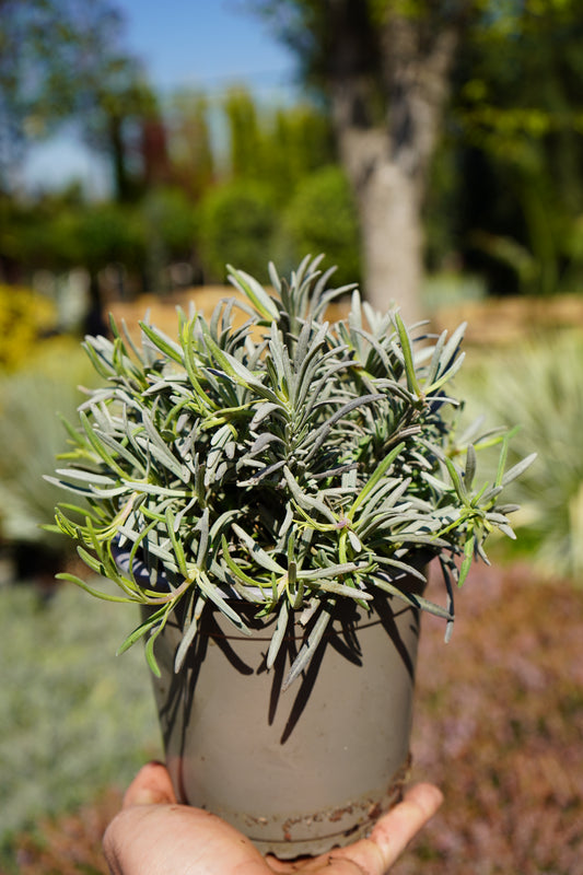 Levanda - Lavandula Hidcote