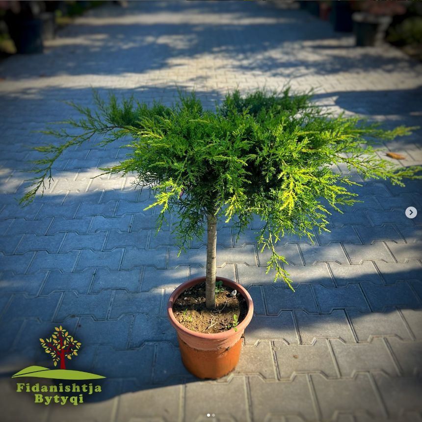 Juniperus 1/4