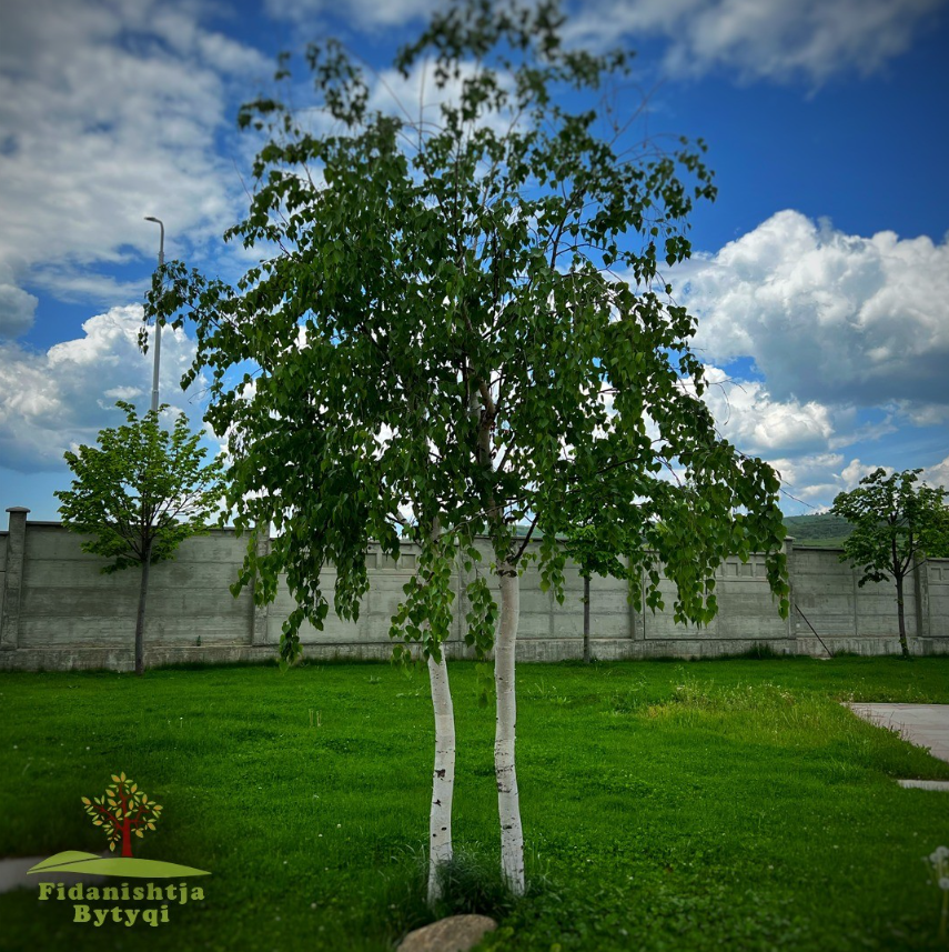 Betula Pendula - Mshtekna