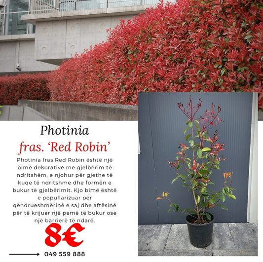 Photinia fras. ‘RED ROBIN’ -