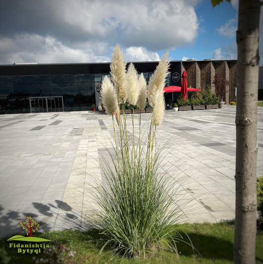 PAMPAS GRASS