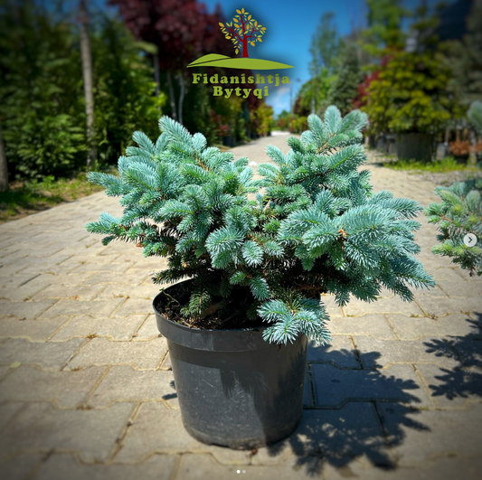 PICEA PUNGENS GLAUCA GLOBOSA