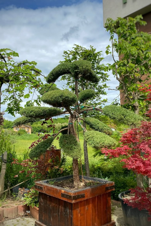 Junip. Bonsai