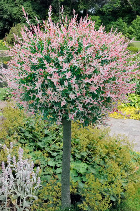 Salix Hakuro Nishiki