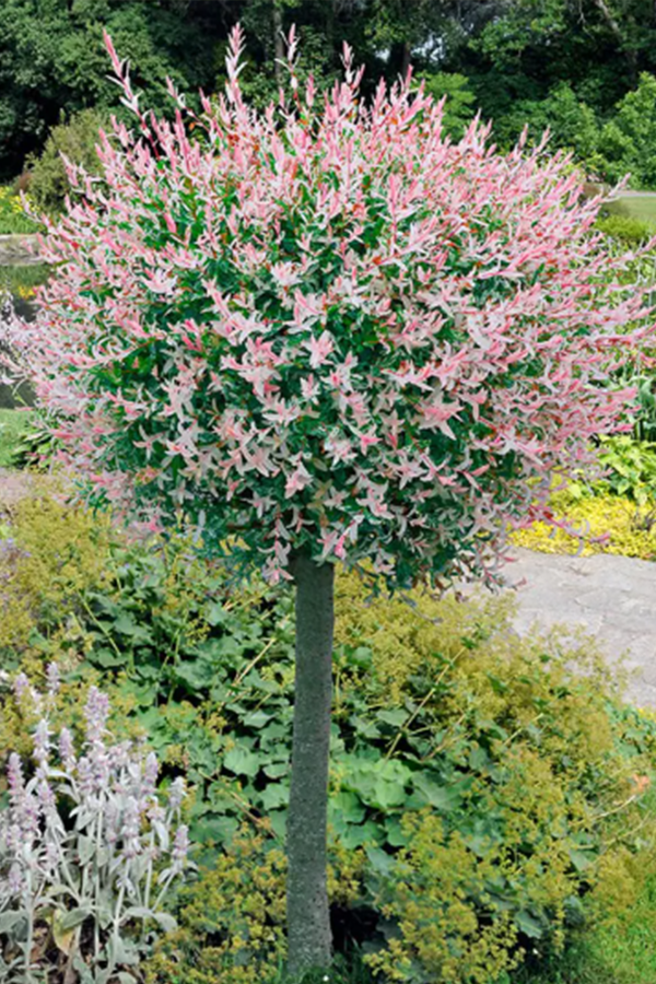 Salix Hakuro Nishiki