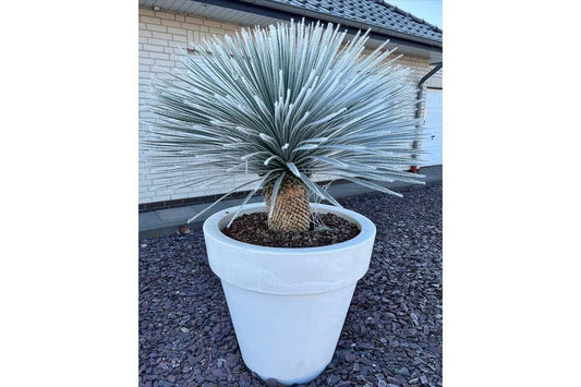 Yucca Rostrata