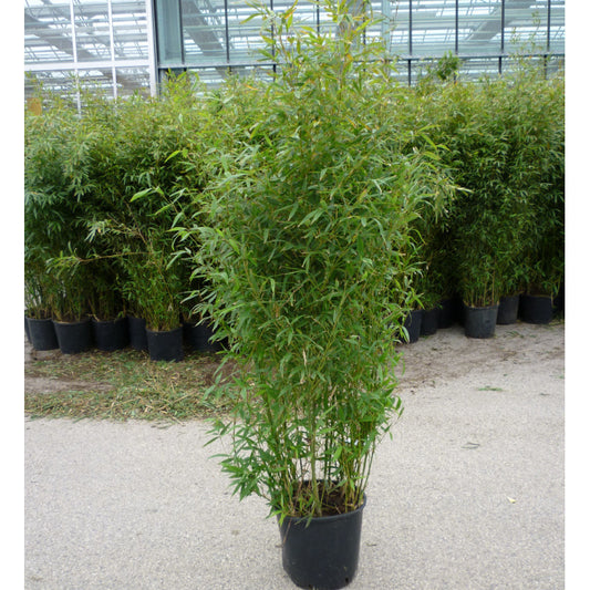 Bamboo Bissetti