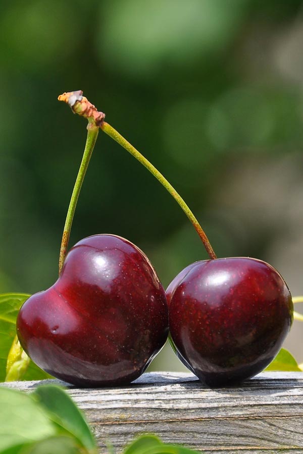 Frut - Bojlia Burlat
