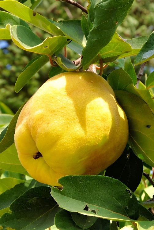 Frut Ftoni