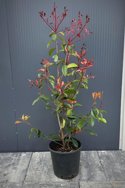 Photinia fras. ‘RED ROBIN’ -