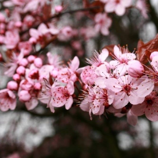 Prunus Pissardi