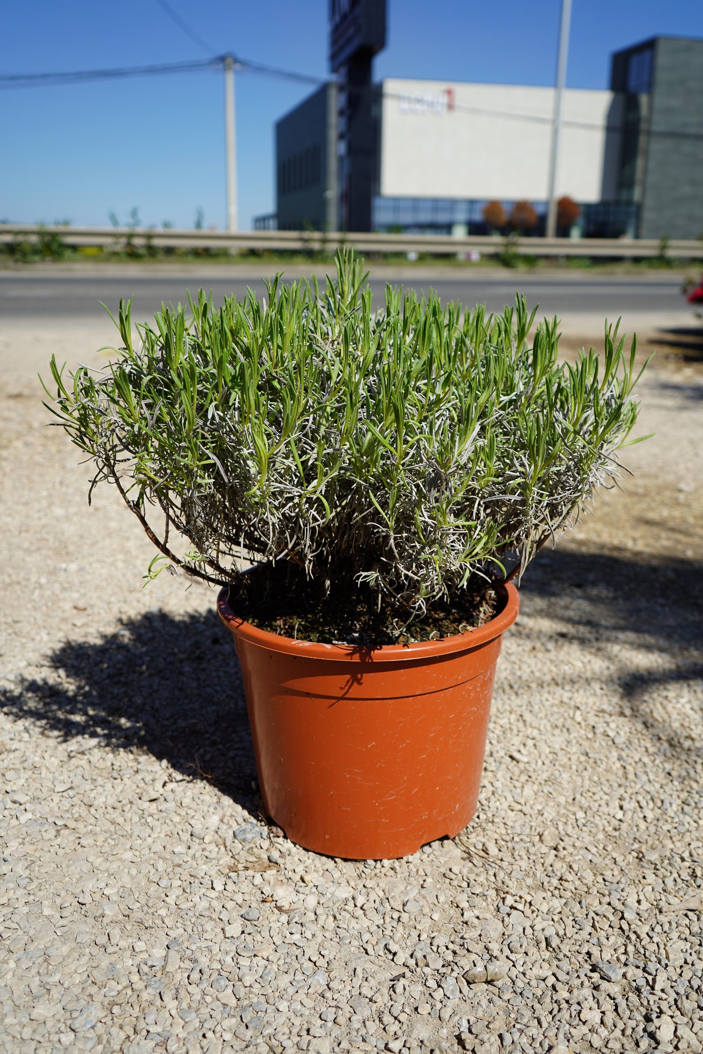 Levanda - Lavandula Hidcote