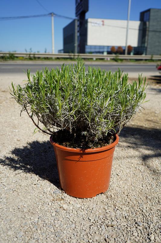 Levanda - Lavandula Hidcote