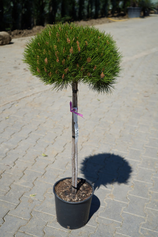 Pinus Mezo Fusto