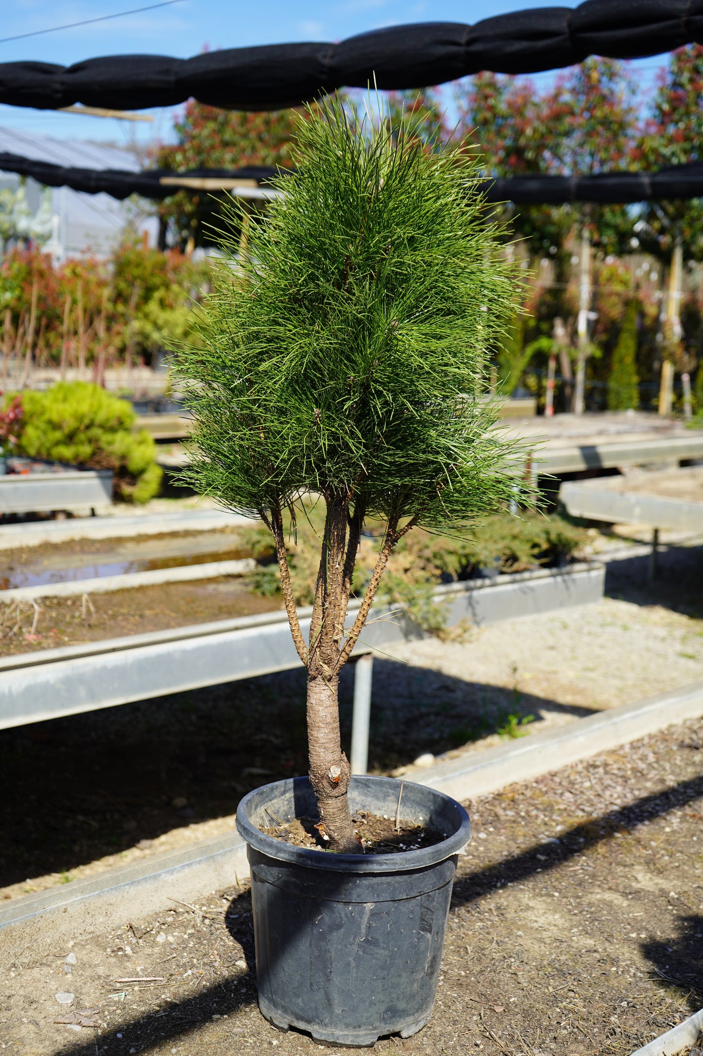Bredh - Pinus Mugo