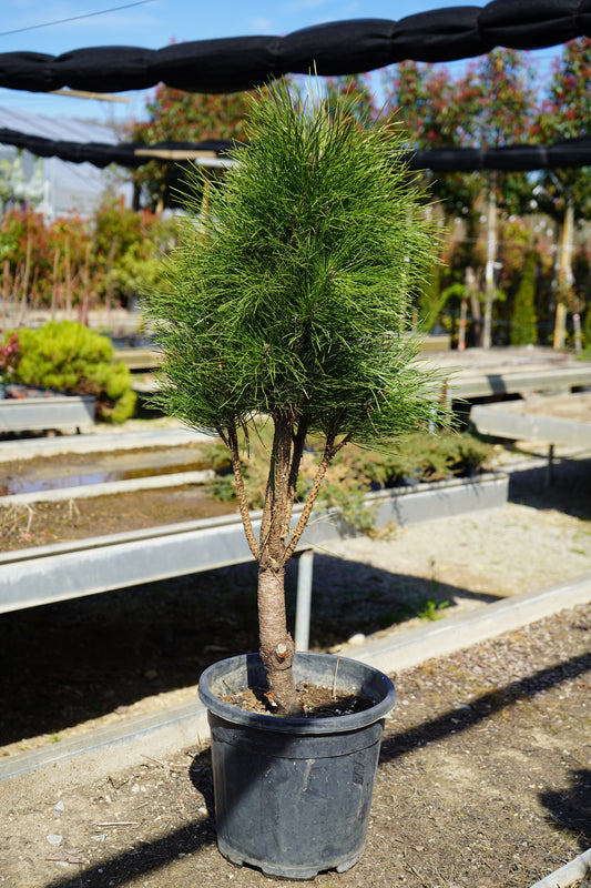 Bredh - Pinus Mugo