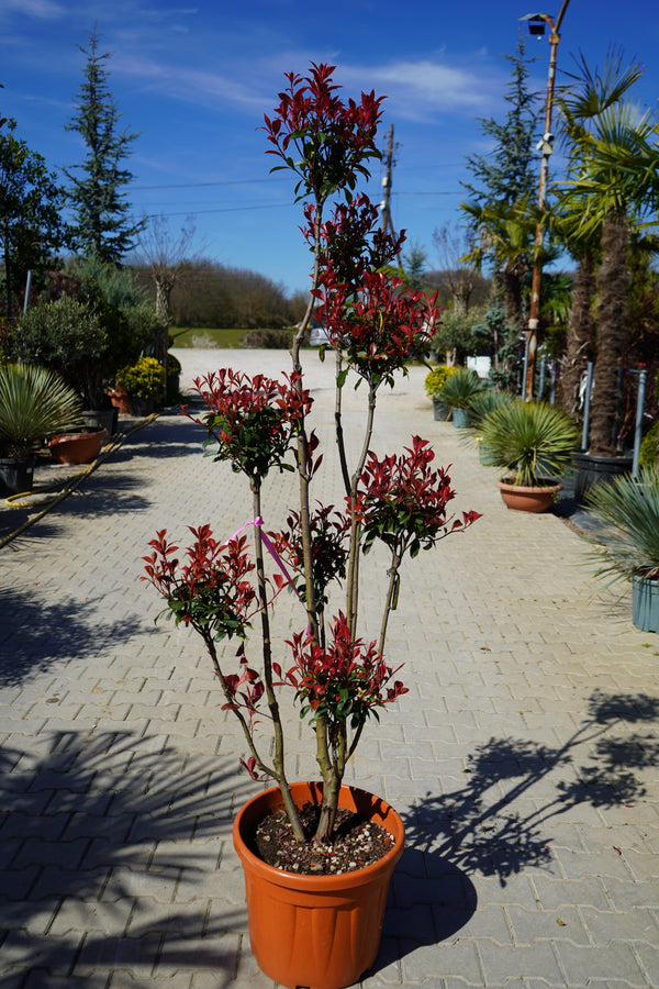Photinia PomPon