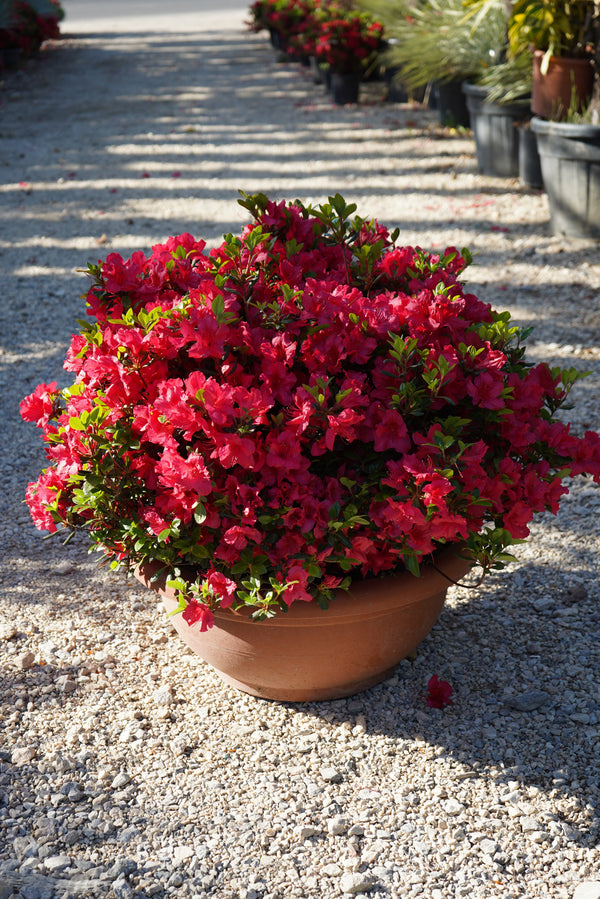 Azalea Joahana Palla
