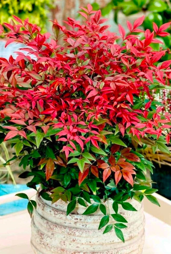 Nandina Domestica Obessed