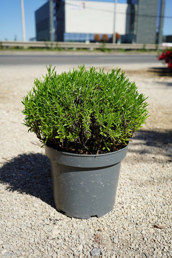 Levanda - Lavandula Hidcote