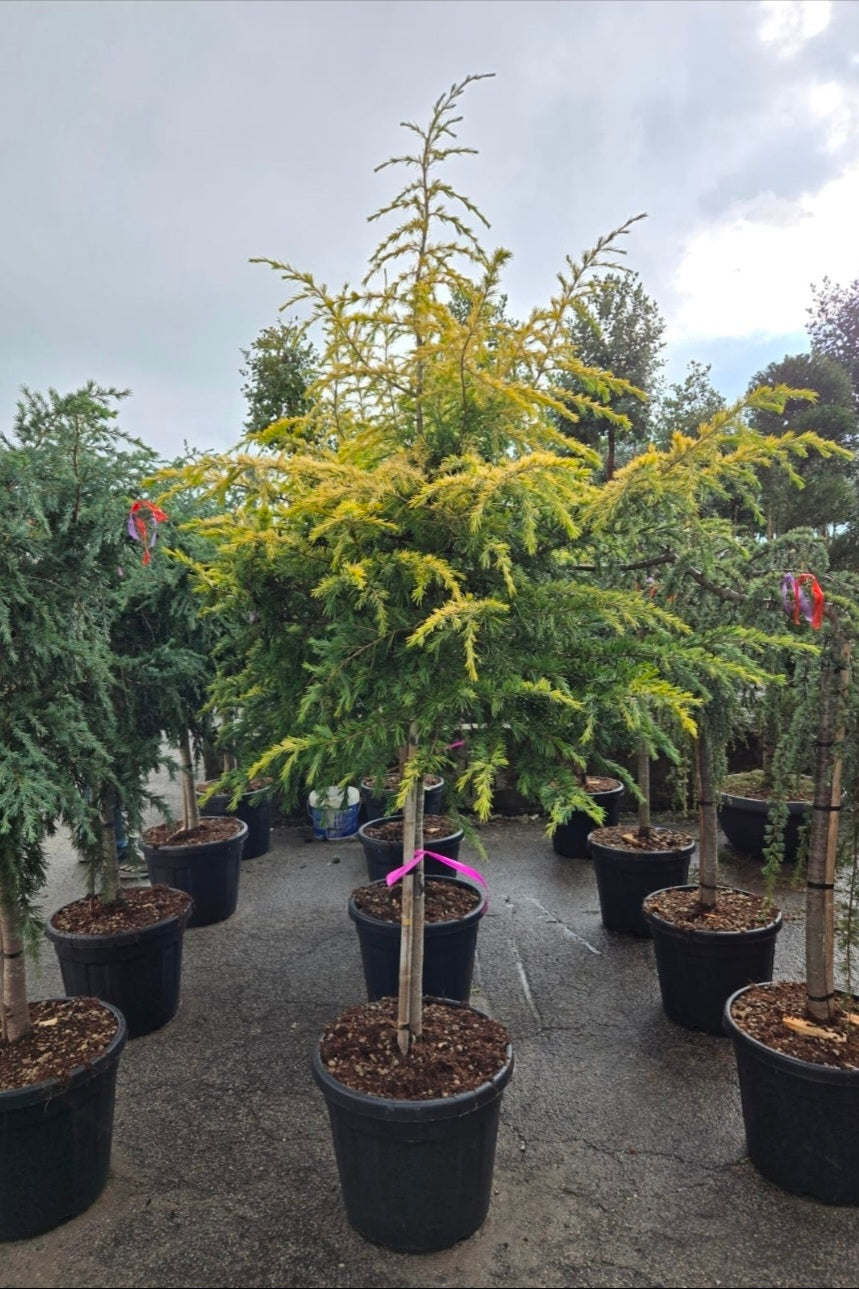 Cedrus Deudara Golden Horizon 1/2