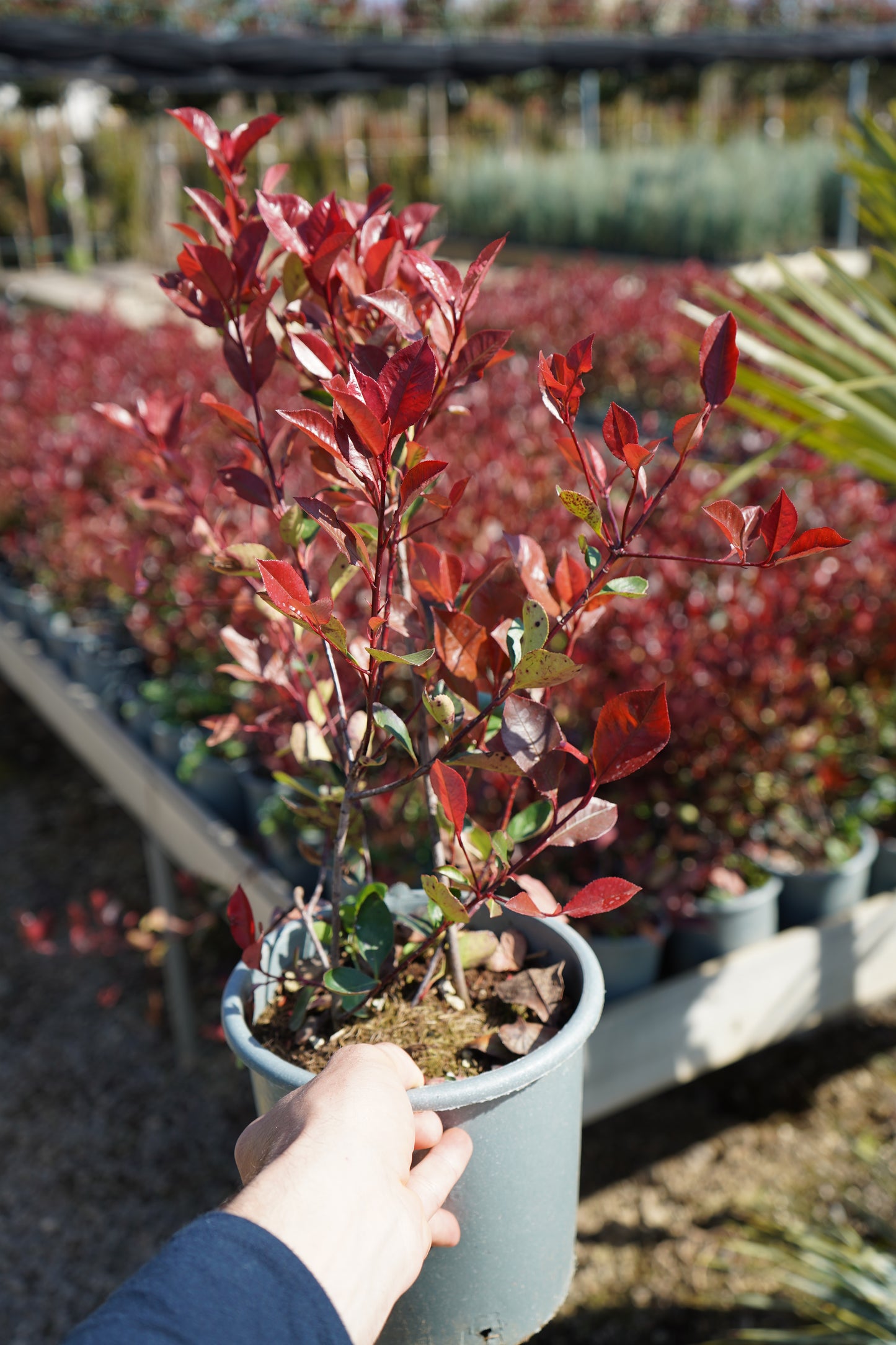 Photinia Compacta