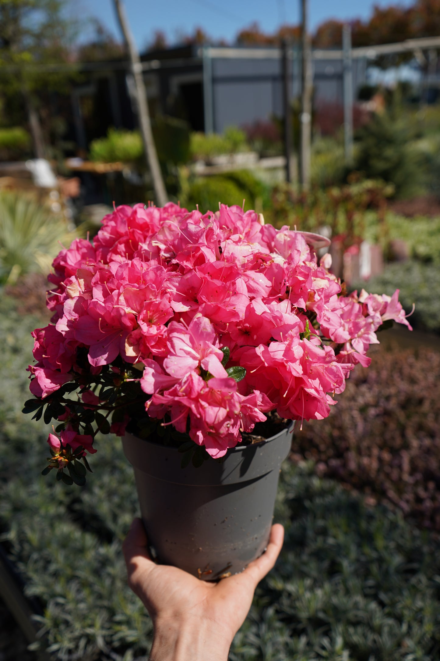 Azalea