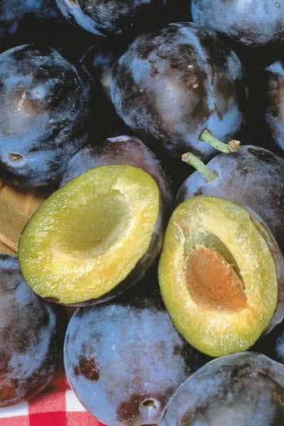 Frut - Kumblla