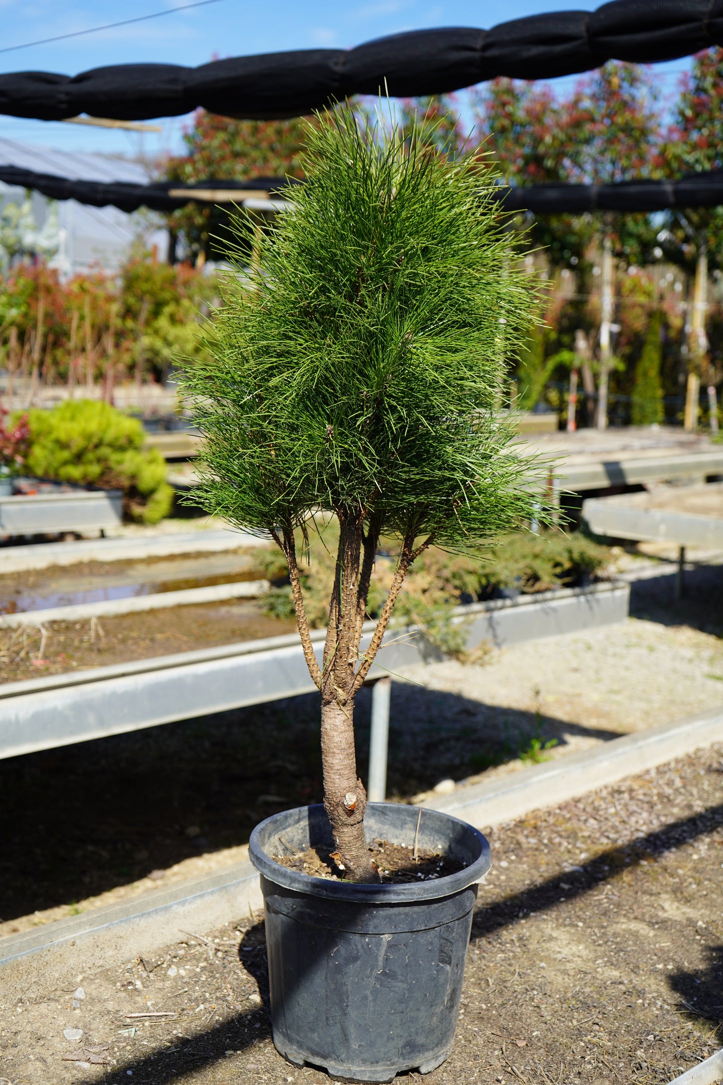 Bredh - Pinus Mugo