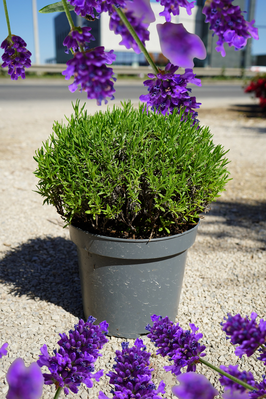 Levanda - Lavandula Hidcote (Flower)