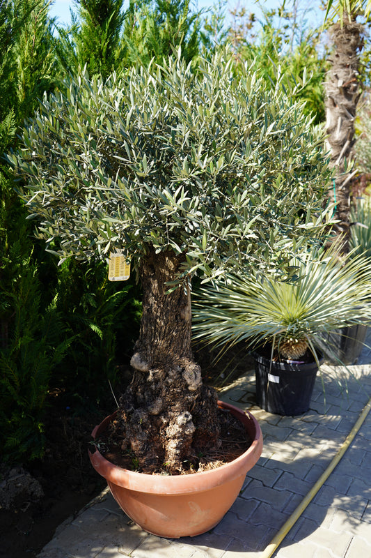 Ulliri - Olea Europaea