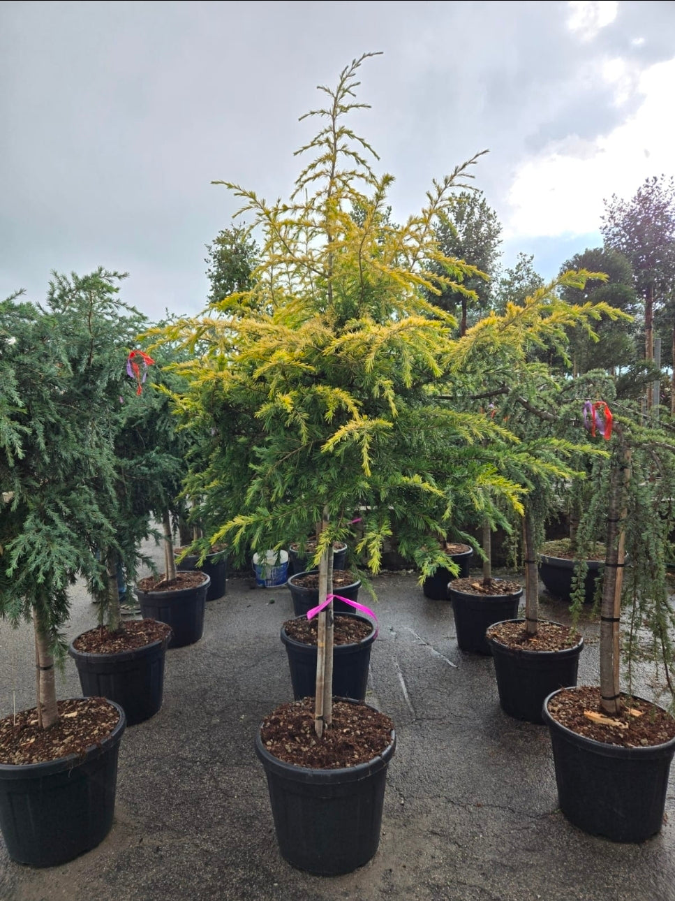 Cedrus Deodara Golden Horizon