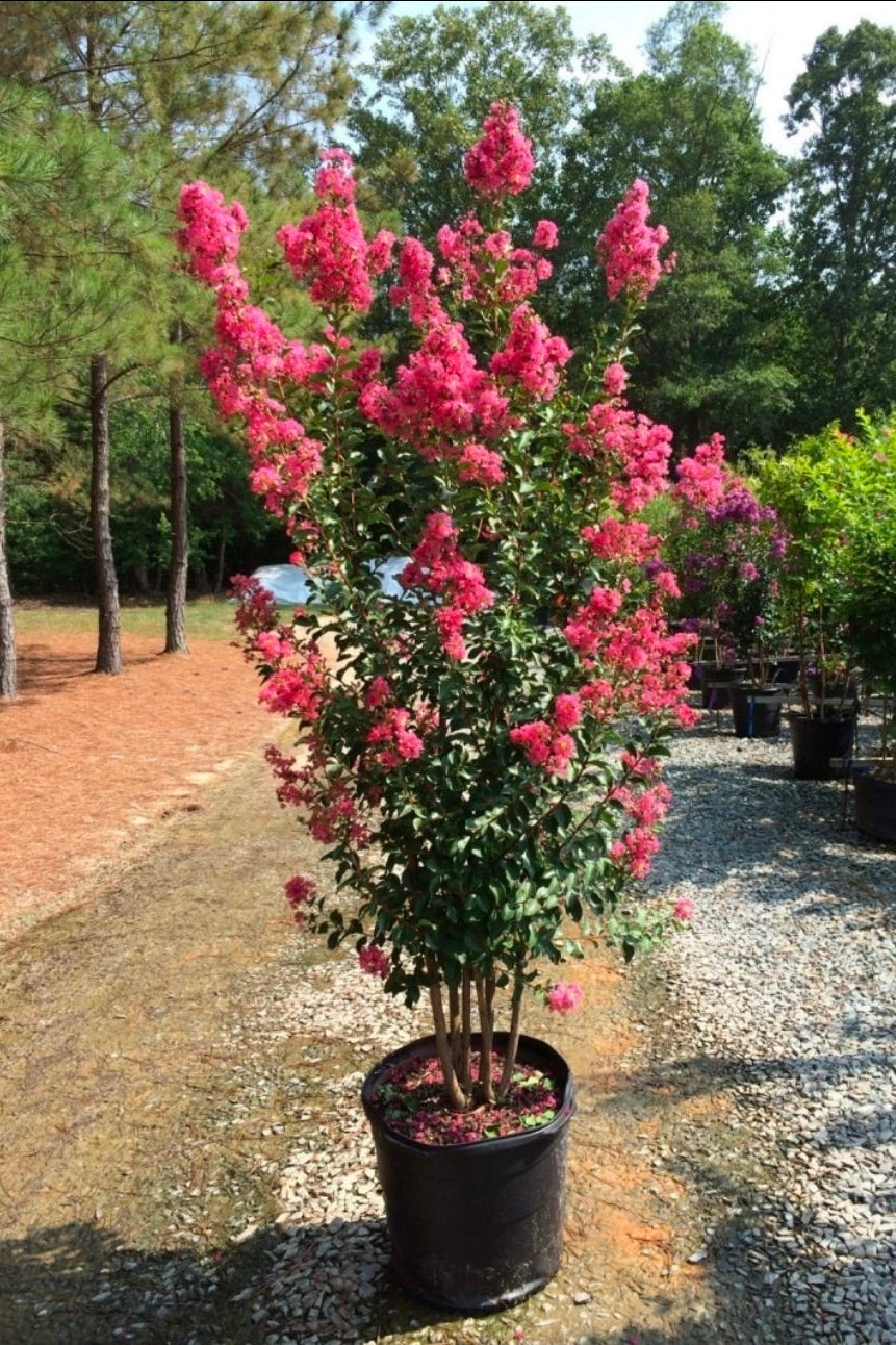 Lagestronomia Indica Rosso