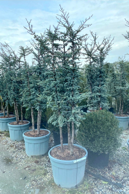 Cedrus Atlantica Glauca Multitrunk