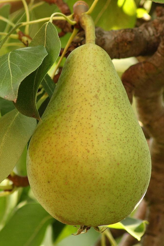 Frut - Dardhe