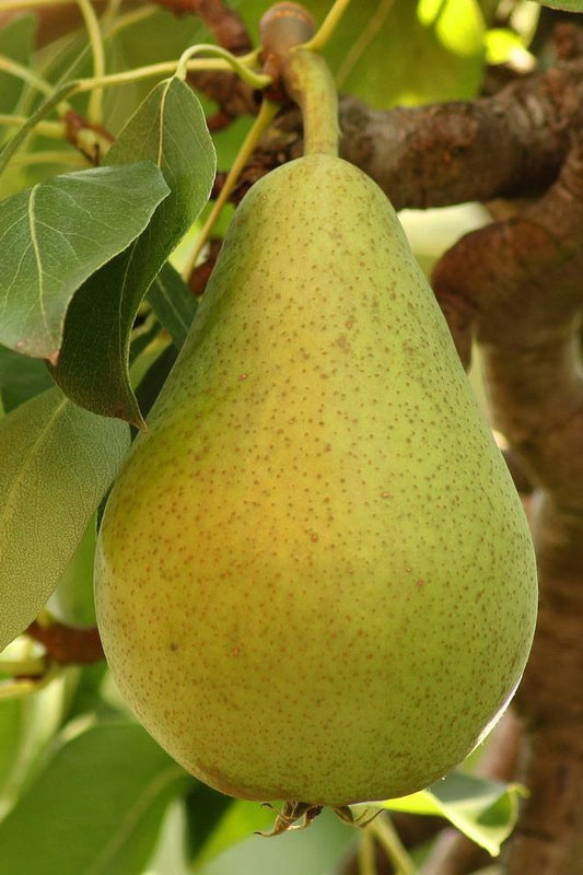 Frut - Dardhe